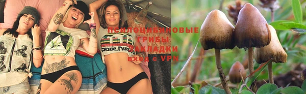индика Абаза